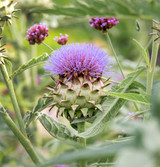Fresh Artichoke