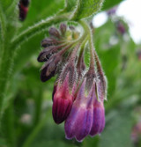 Fresh Comfrey Leaf