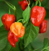Fresh Habanero