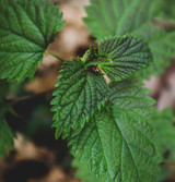 Fresh Nettle