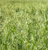 Fresh Oat Plant