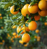 Fresh Oranges