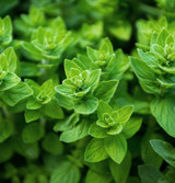 Oregano Leaf Powder Organic
