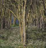Slippery Elm Tree